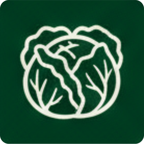 cabbage